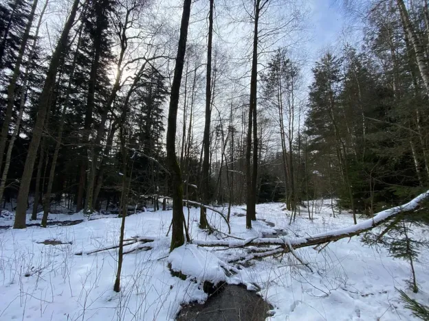 Prodej pozemku, Volfířov - Brandlín, 5958 m2