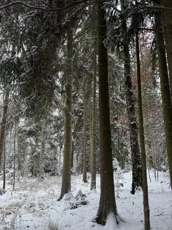 Prodej lesa, Olešník, 5100 m2