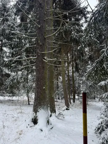 Prodej lesa, Olešník, 5100 m2