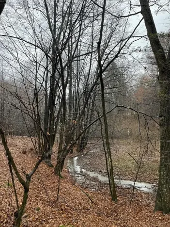 Prodej lesa, Velká Polom, 3342 m2