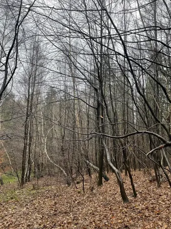 Prodej lesa, Velká Polom, 3342 m2