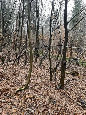 Prodej lesa, Velká Polom, 3342 m2