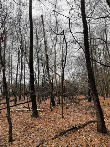 Prodej lesa, Velká Polom, 3342 m2