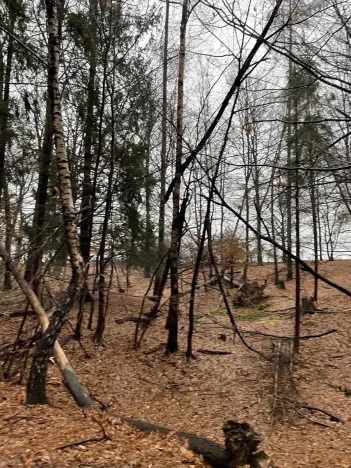 Prodej lesa, Velká Polom, 3342 m2