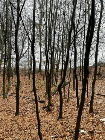 Prodej lesa, Velká Polom, 3342 m2