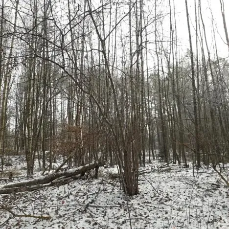 Prodej lesa, Řípec, 27546 m2