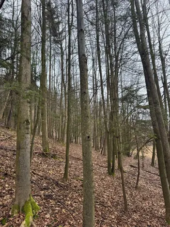 Prodej lesa, Huslenky, 16650 m2