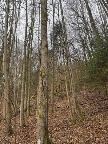 Prodej lesa, Huslenky, 16650 m2