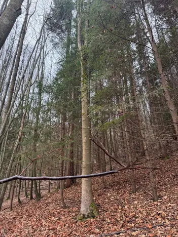 Prodej lesa, Huslenky, 16650 m2