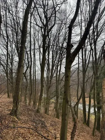 Prodej lesa, Huslenky, 29988 m2