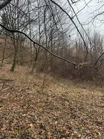 Prodej lesa, Huslenky, 29988 m2