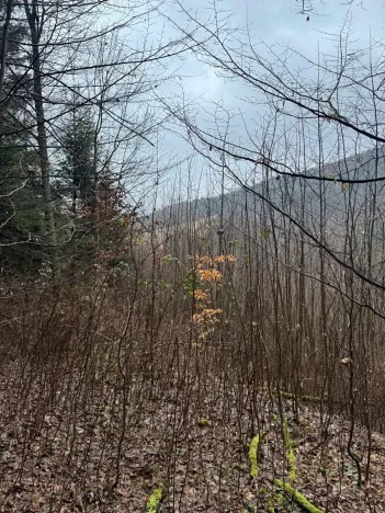 Prodej lesa, Huslenky, 29988 m2