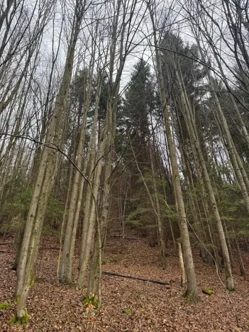 Prodej lesa, Huslenky, 29988 m2