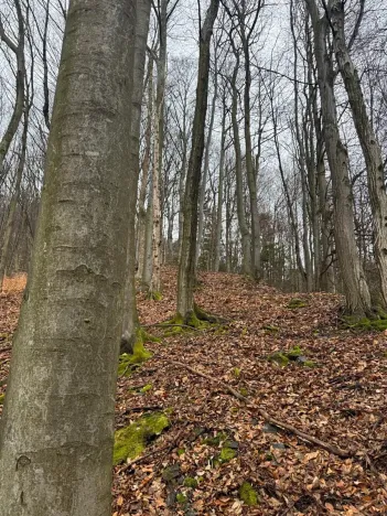 Prodej lesa, Huslenky, 29988 m2