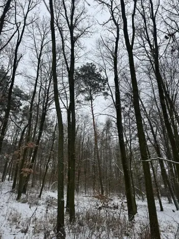 Prodej podílu lesa, Štítary, 3942 m2