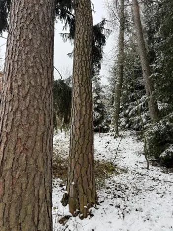 Prodej lesa, Milejovice, 2791 m2