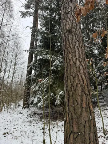 Prodej lesa, Milejovice, 2791 m2