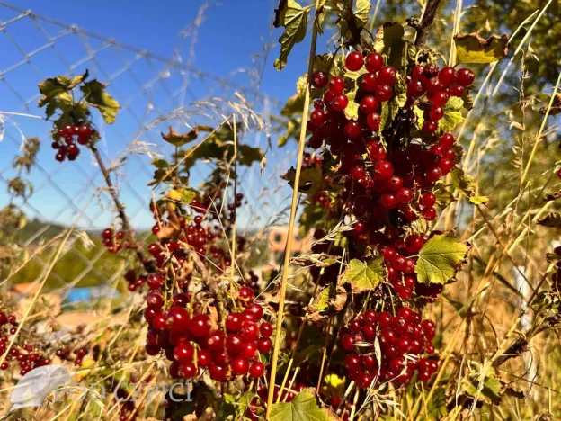 Prodej chaty, Lysice, 70 m2