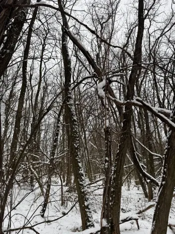 Prodej podílu lesa, Nikolčice, 3584 m2