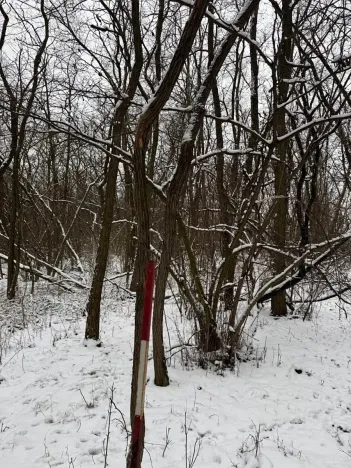 Prodej podílu lesa, Nikolčice, 3584 m2