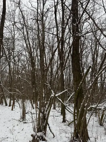 Prodej podílu lesa, Nikolčice, 3584 m2