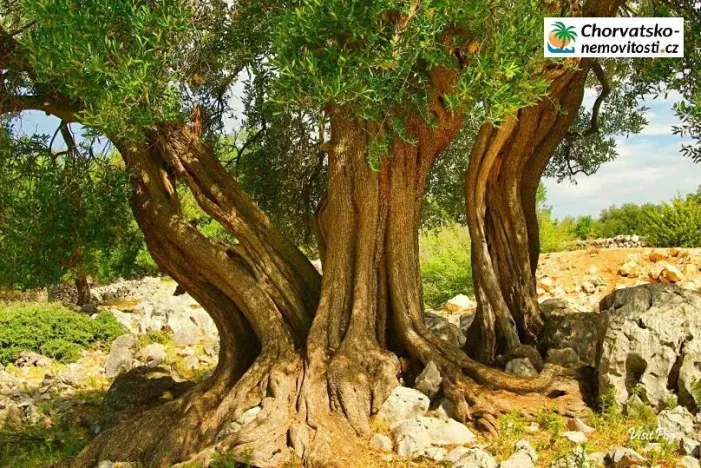 Prodej bytu 2+kk, Lun, Chorvatsko, 70 m2