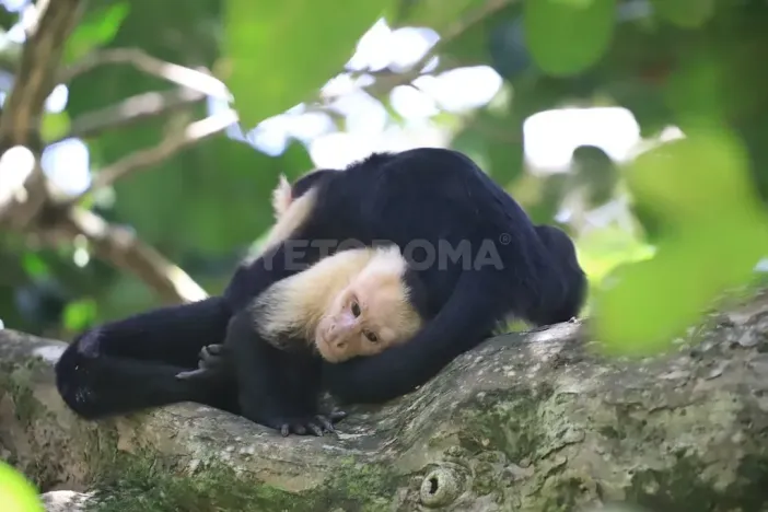 Prodej apartmánu, Puerto Carrillo, Kostarika, 210 m2