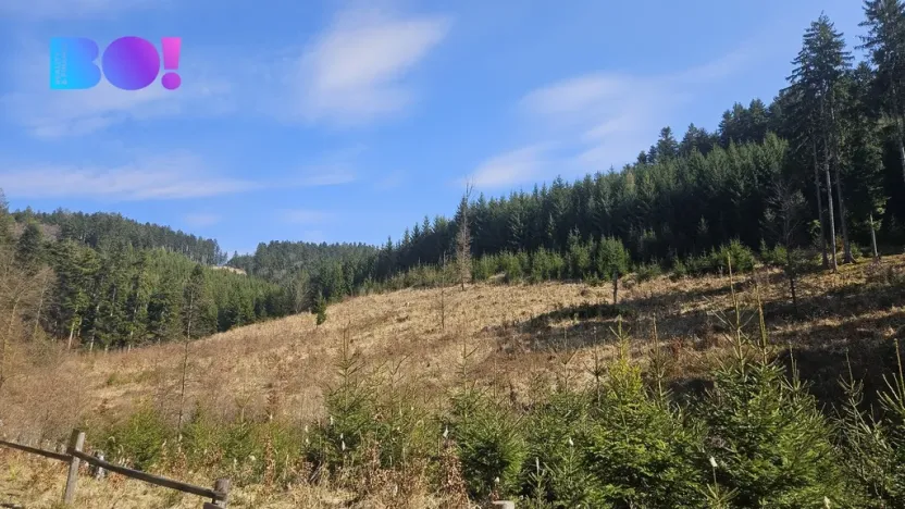 Prodej lesa, Jasenná, 58310 m2