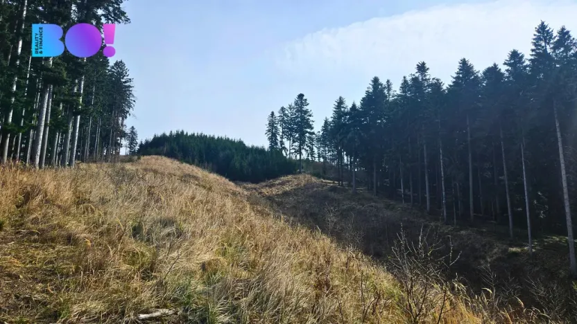Prodej lesa, Jasenná, 58310 m2