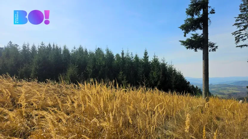 Prodej lesa, Jasenná, 58310 m2