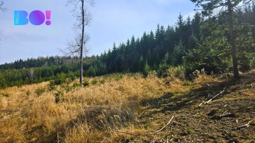 Prodej lesa, Jasenná, 58310 m2