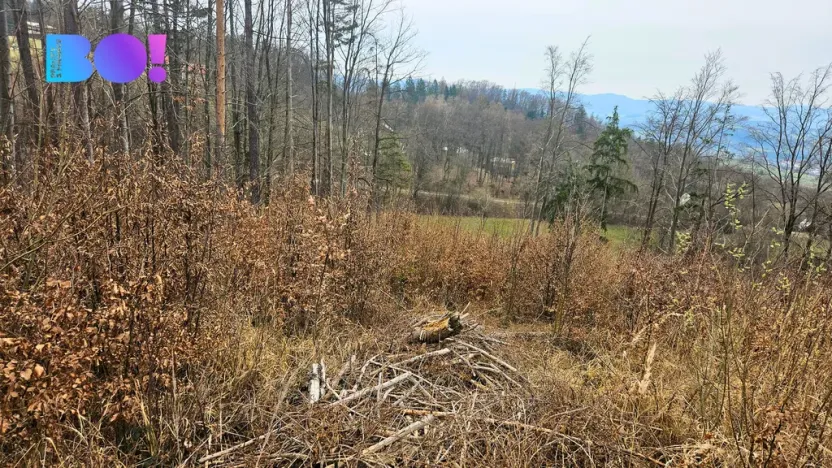 Prodej lesa, Jasenná, 58310 m2