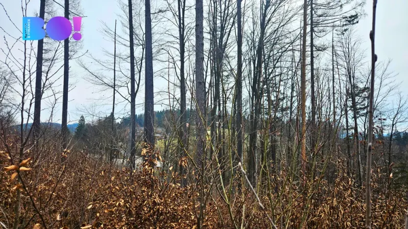 Prodej lesa, Jasenná, 58310 m2