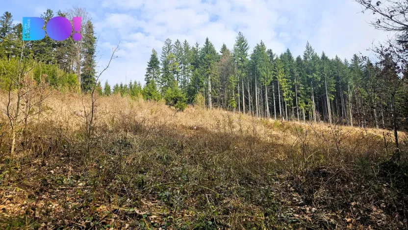 Prodej lesa, Jasenná, 58310 m2