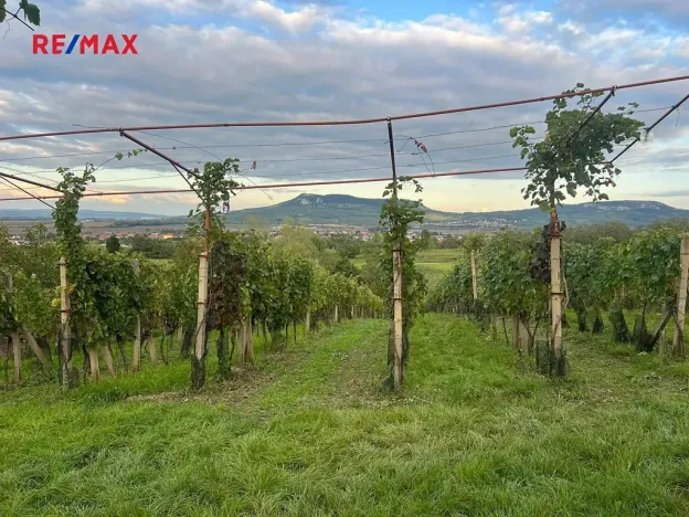 Prodej sadu/vinice, Dolní Dunajovice, 3118 m2