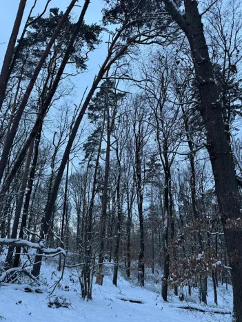 Prodej lesa, Dolní Bousov, 59634 m2