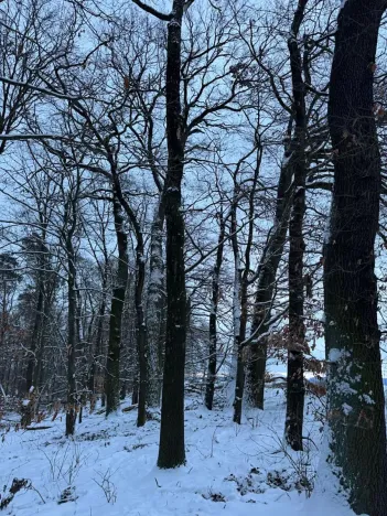 Prodej lesa, Dolní Bousov, 59634 m2