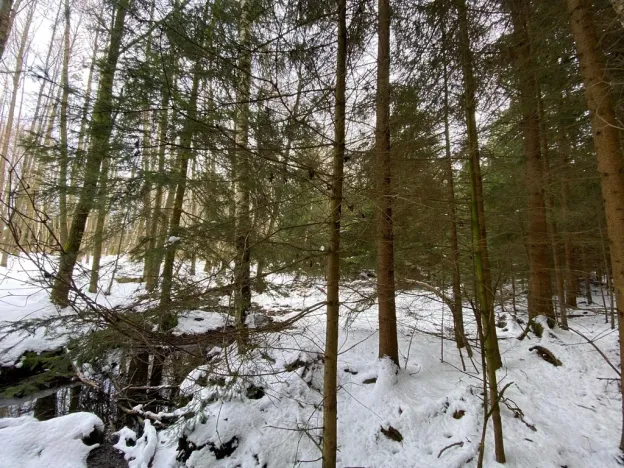 Prodej lesa, Volfířov - Brandlín, 3892 m2