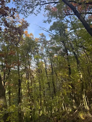 Prodej lesa, Jeníkovice, 12606 m2