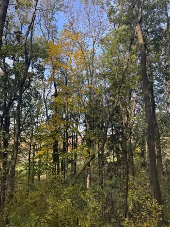 Prodej lesa, Jeníkovice, 12606 m2