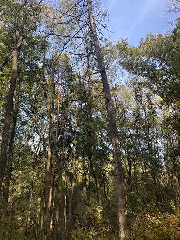 Prodej lesa, Jeníkovice, 12606 m2