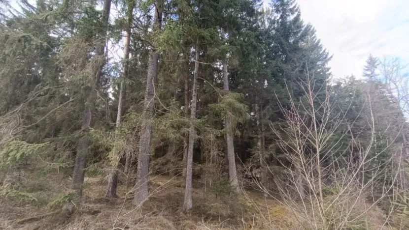 Prodej lesa, Srubec, Ledenická-Škarda, 13783 m2