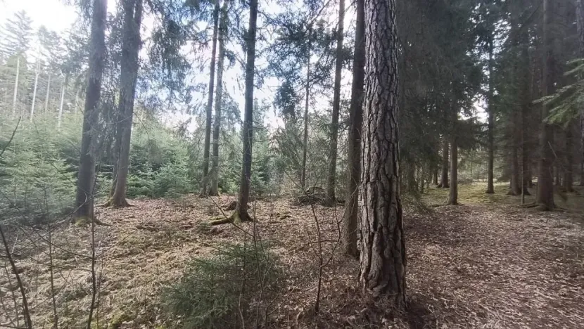 Prodej lesa, Srubec, Ledenická-Škarda, 13783 m2