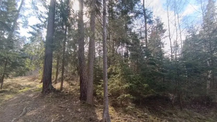 Prodej lesa, Srubec, Ledenická-Škarda, 13783 m2