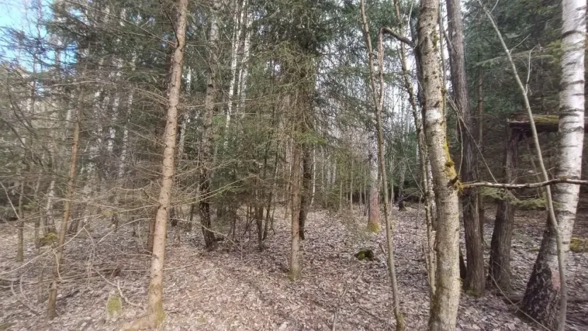 Prodej lesa, Srubec, Ledenická-Škarda, 13783 m2