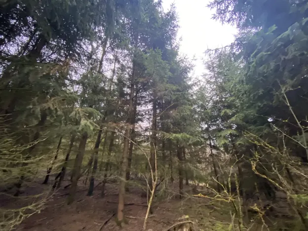 Prodej lesa, Blížejov - Lštění, 6627 m2