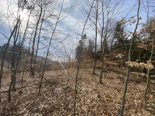 Prodej lesa, Zborov, 9290 m2