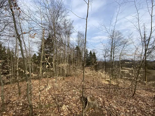 Prodej lesa, Zborov, 9290 m2