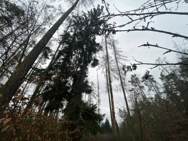 Prodej lesa, Blížejov - Lštění, 4624 m2