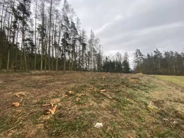 Prodej lesa, Blížejov - Lštění, 4624 m2